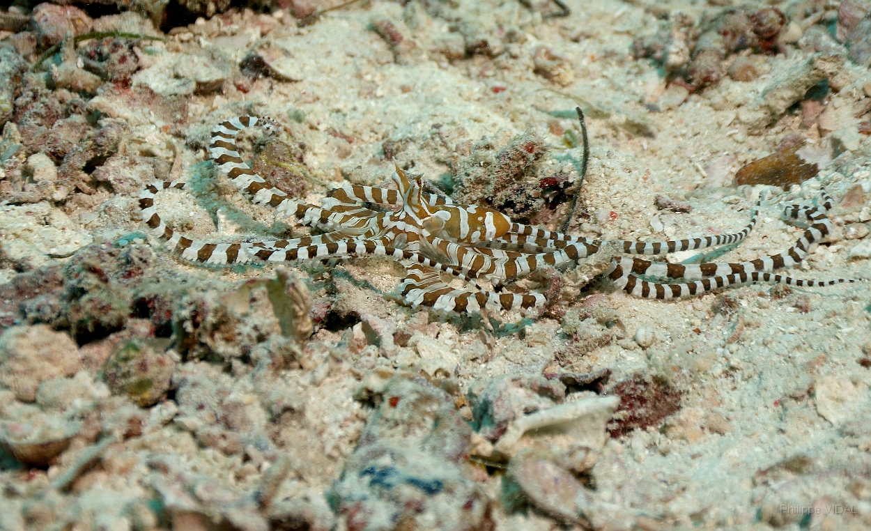 Sipadan_2015_Pieuvre Wunderpus_Wunderpus photogenicus_IMG_2453_rc.jpg
